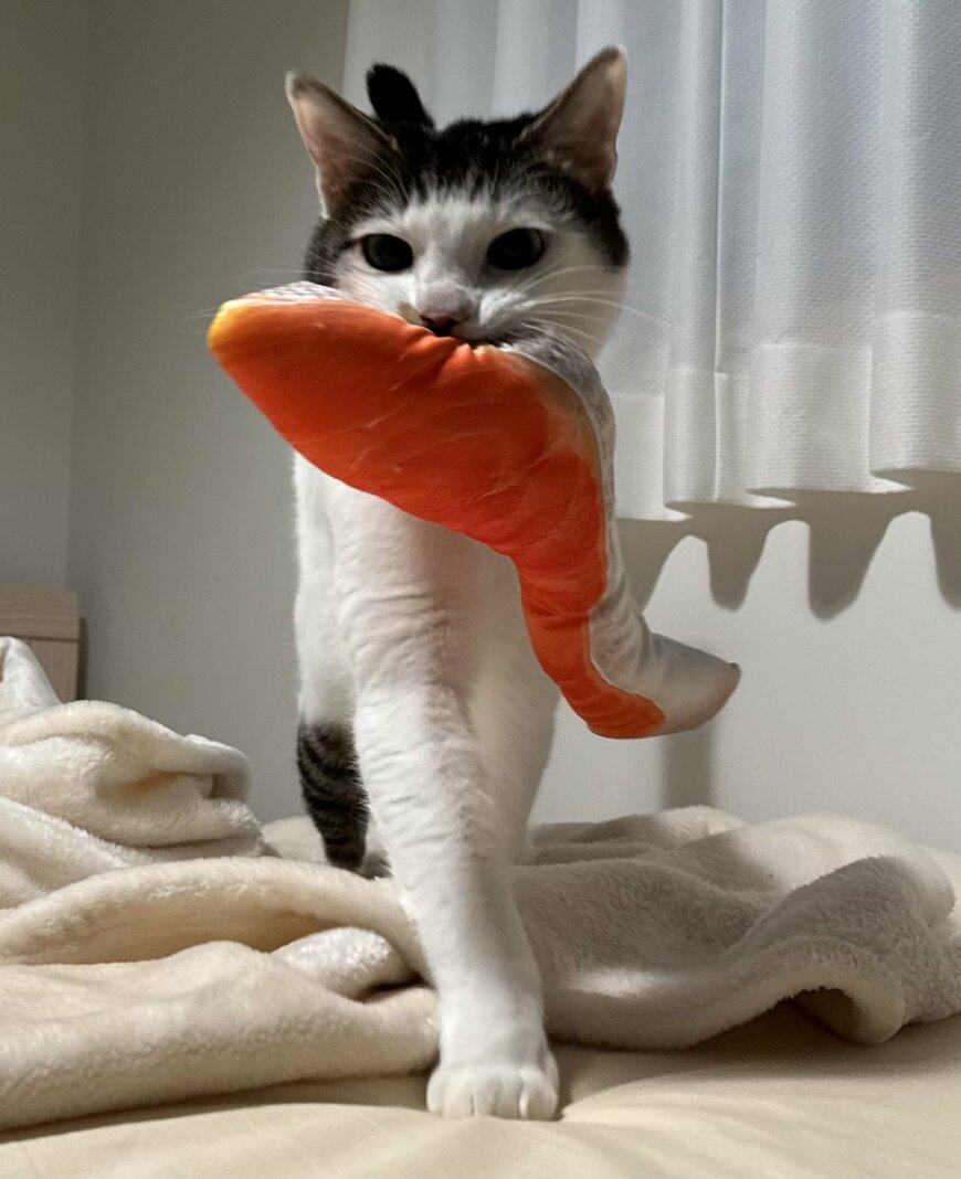 出所：@Saeroyi_cat