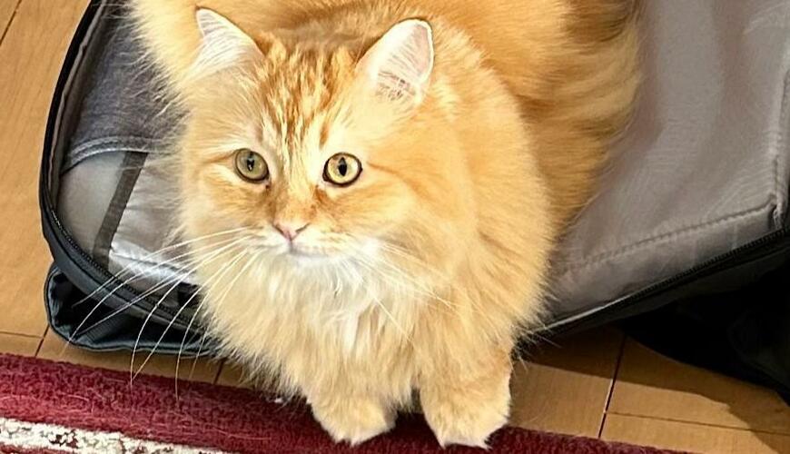 出所：@NEKOLAND13