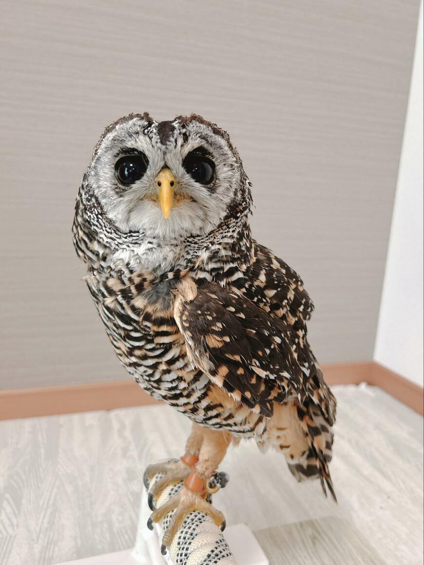 出所：@kanata_akas