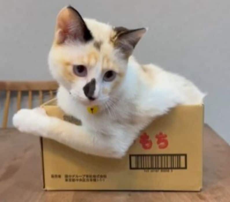 貫禄たっぷりの保護子猫を撮影しようとした直後　思いがけない行動にホッコリ