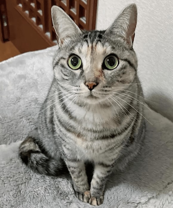 出所：@hikaitimilky