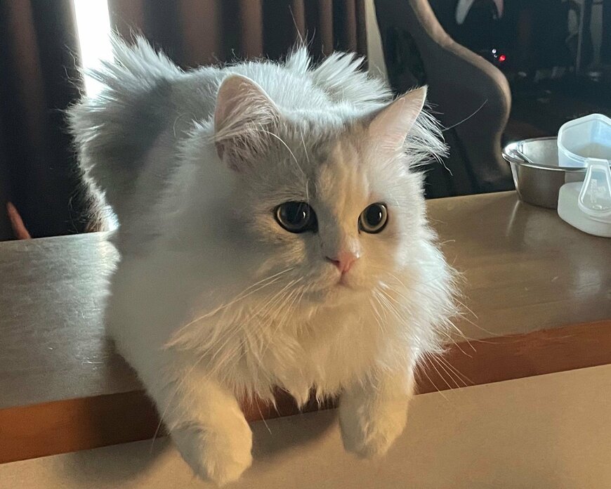 出所：@NEKOLAND13