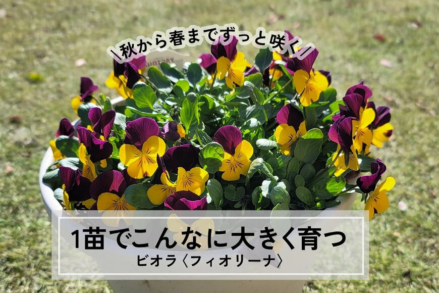 1苗で大きく育つ！秋から春までずっと咲くビオラ「フィオリーナ」が素敵。たくさん花を咲かせる育て方のコツも詳しく解説