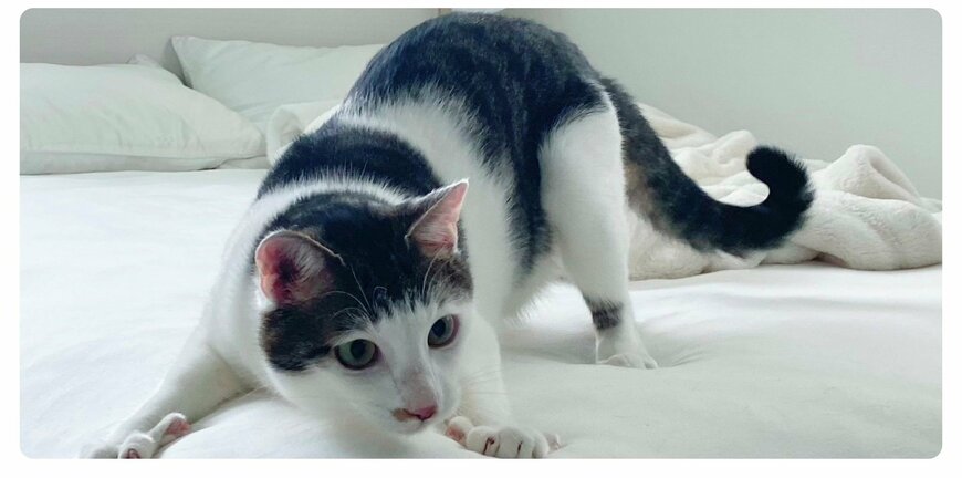 出所：@Saeroyi_cat