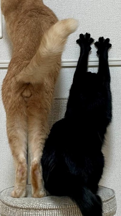 出所：＠Teagle_Noir