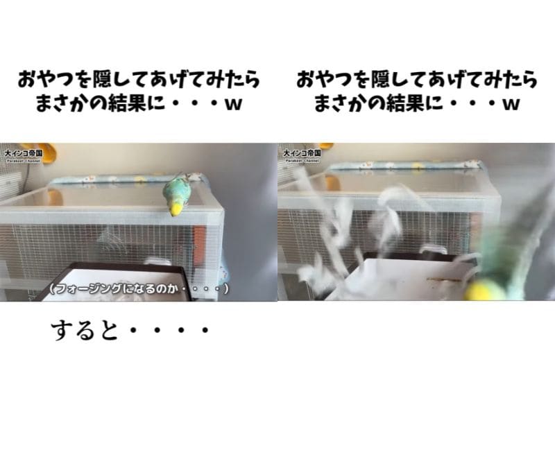 出所：＠daiinkoteikoku_soraoto