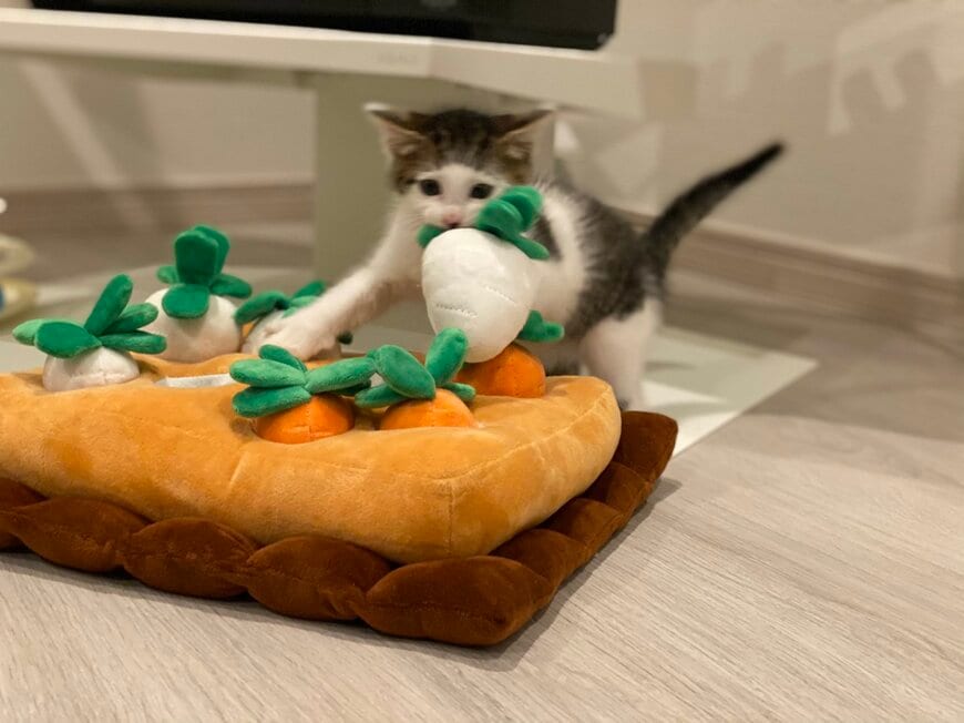 出所：@Saeroyi_cat