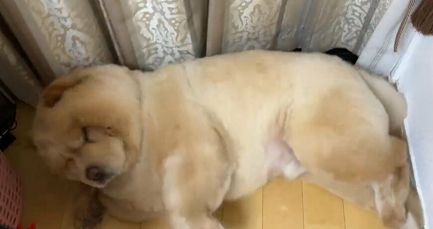 出所：@kurizo_chow