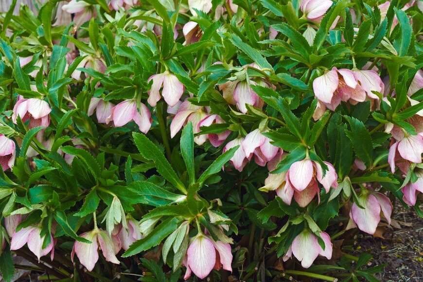 nickkurzenko/istockphoto.com