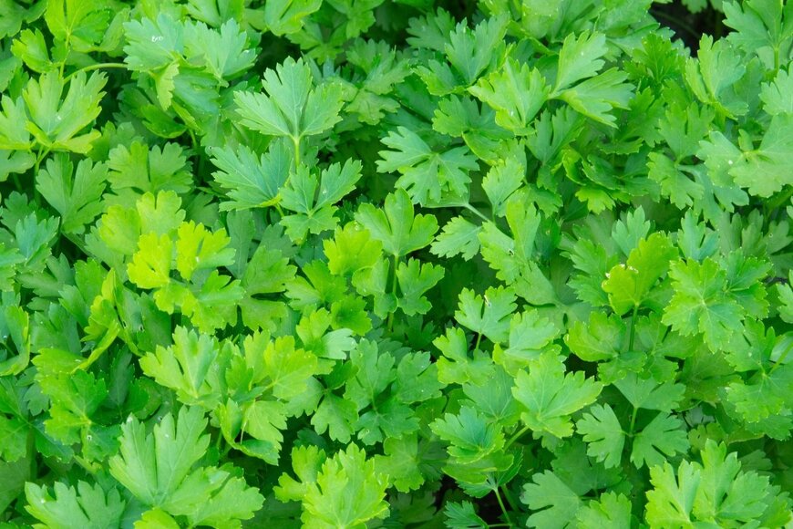 イタリアンパセリ　　　Alekskan12/shutterstock.com