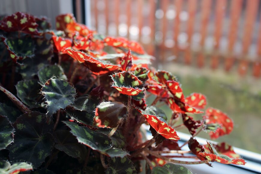 okliii_photo/shutterstock.com