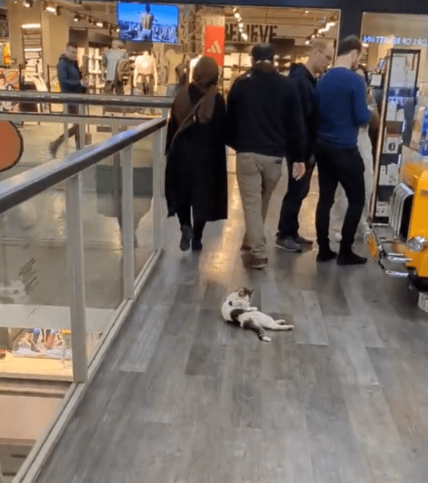 出所：@nekosanpoch