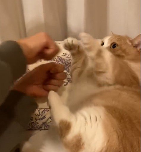 出所：@nekotansoku