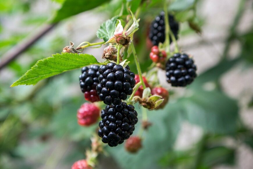ブラックベリー　　Iva Vagnerova/istockphoto.com