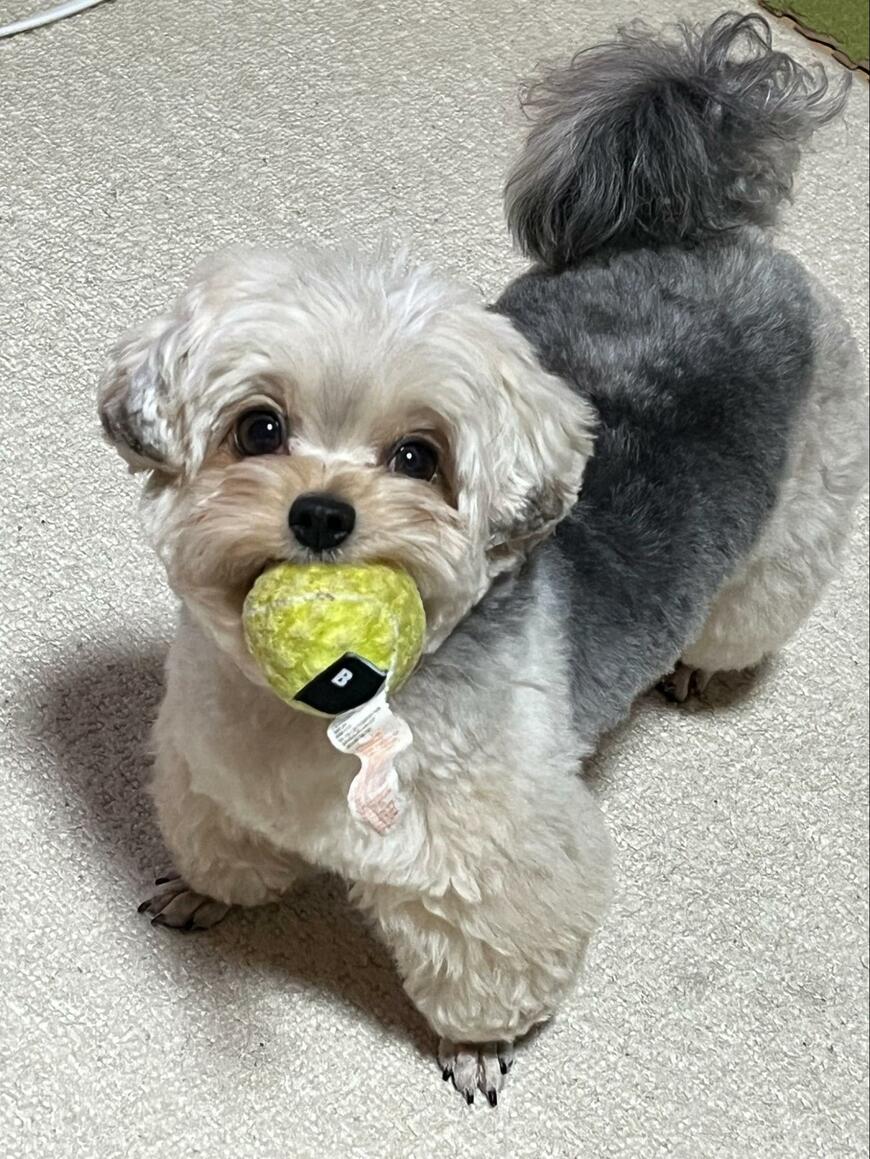 散歩を短時間で切り上げた日の犬さん　帰宅後の様子に思わずホッコリ