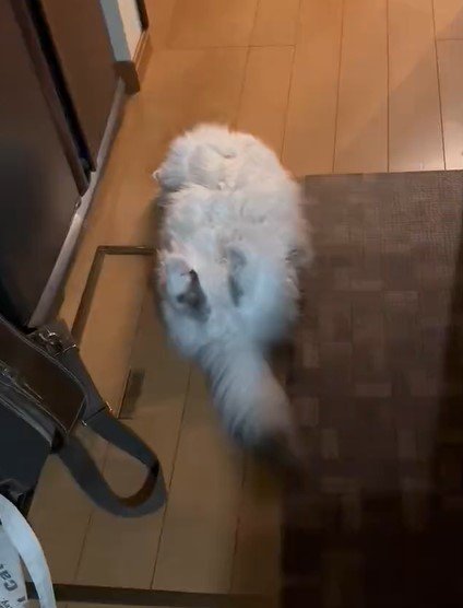 出所：@NEKOLAND13