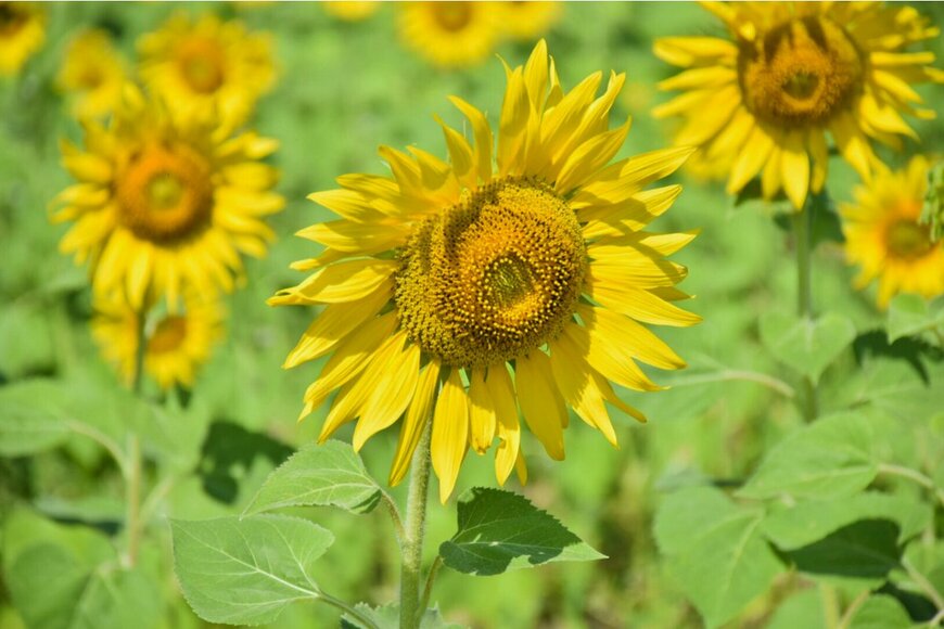 napat intaroon/Shutterstock.com