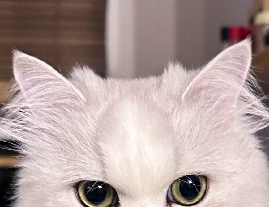 出所：@NEKOLAND13