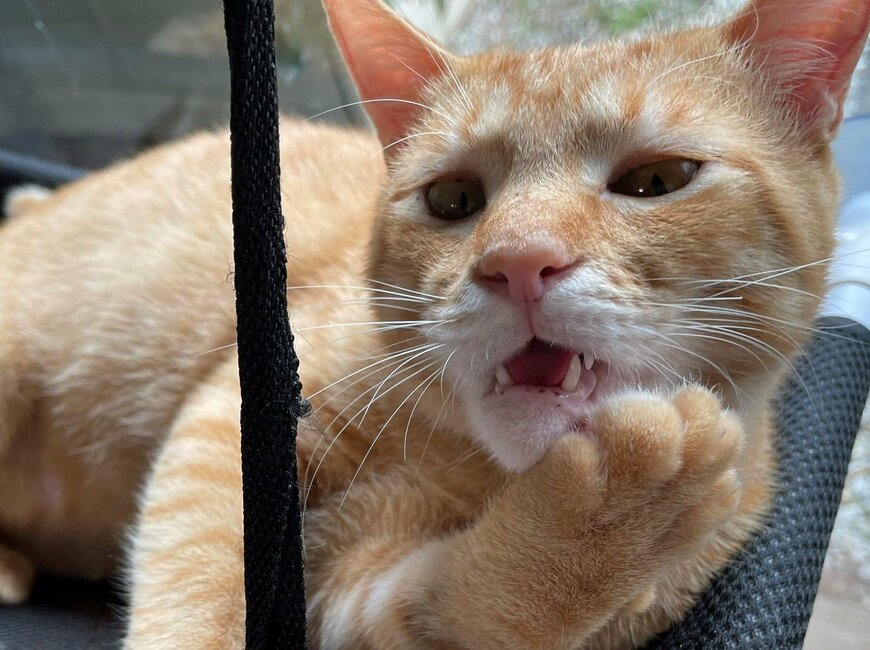 出所：@Beercat_Ana_Dar