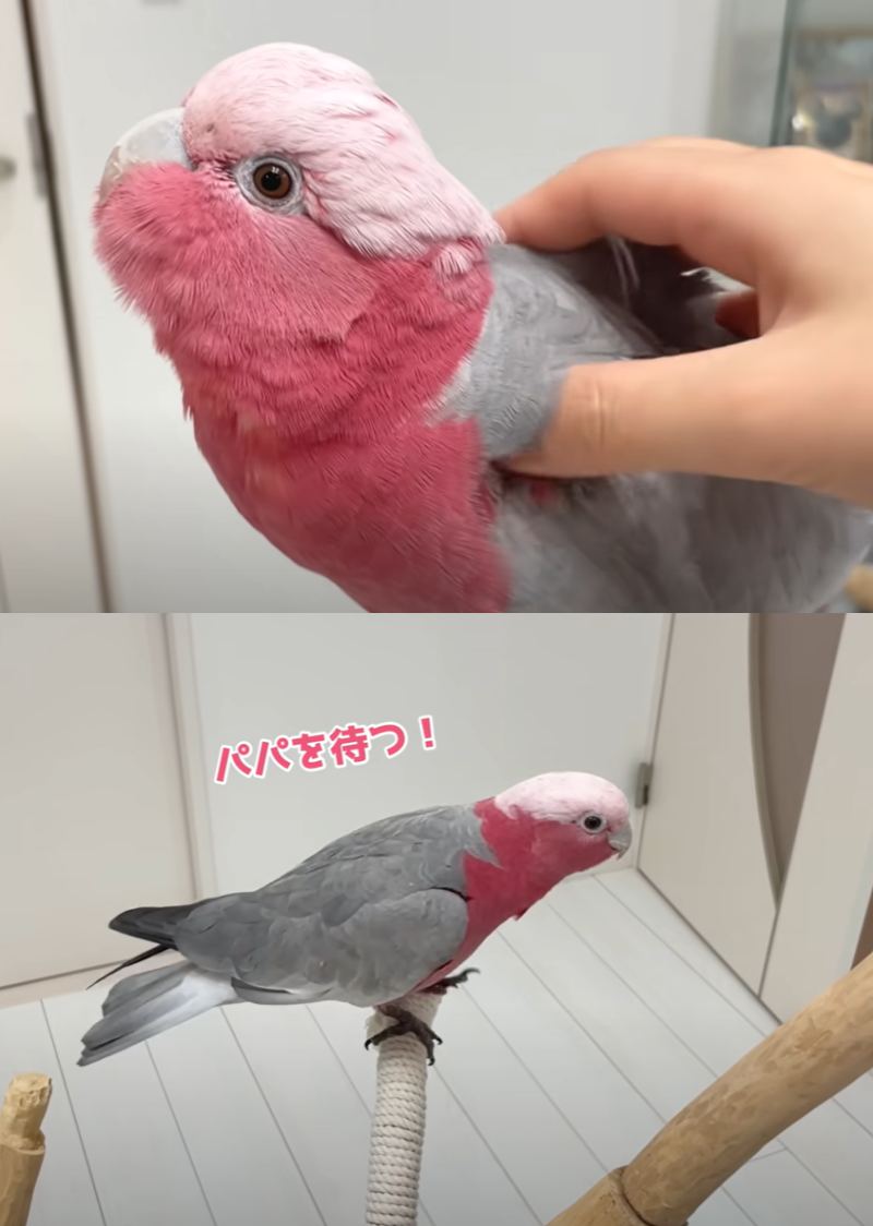 出所：@anz_omomiri