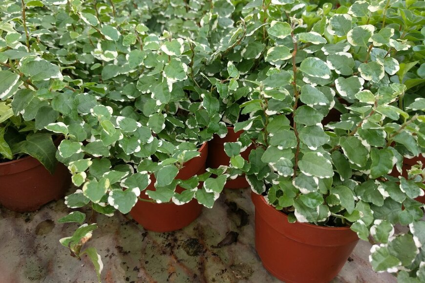 sharohyip/Shutterstock.com