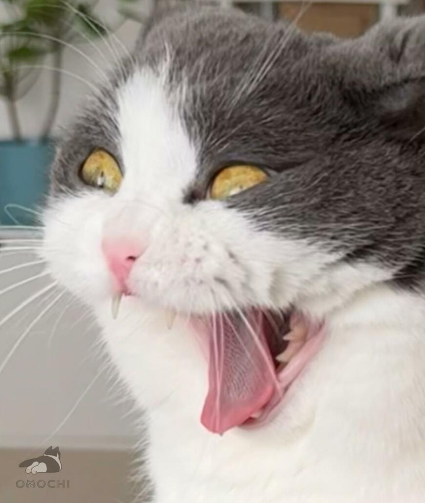 出所：@omochiomoching