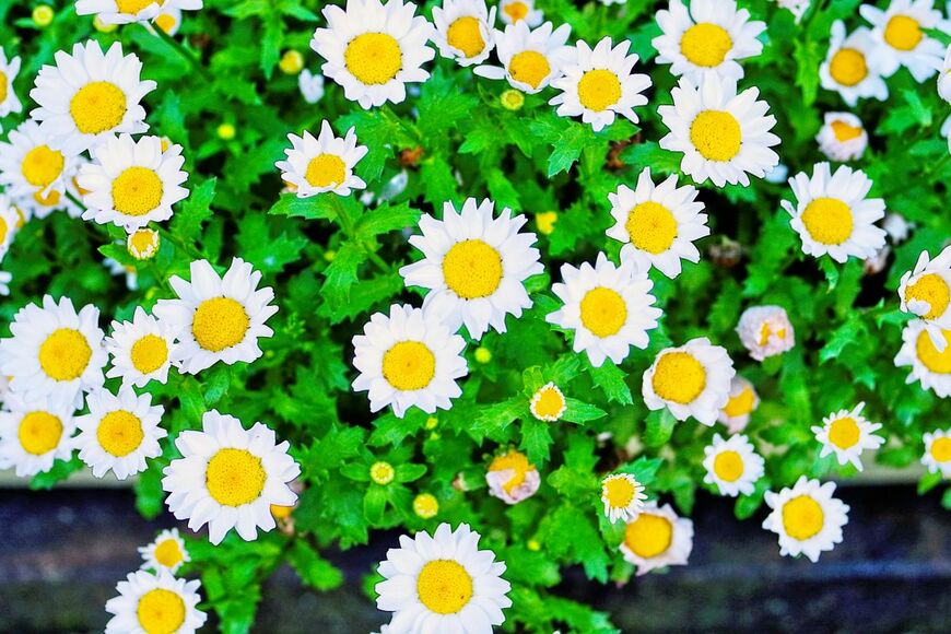 ajisai13/shutterstock.com