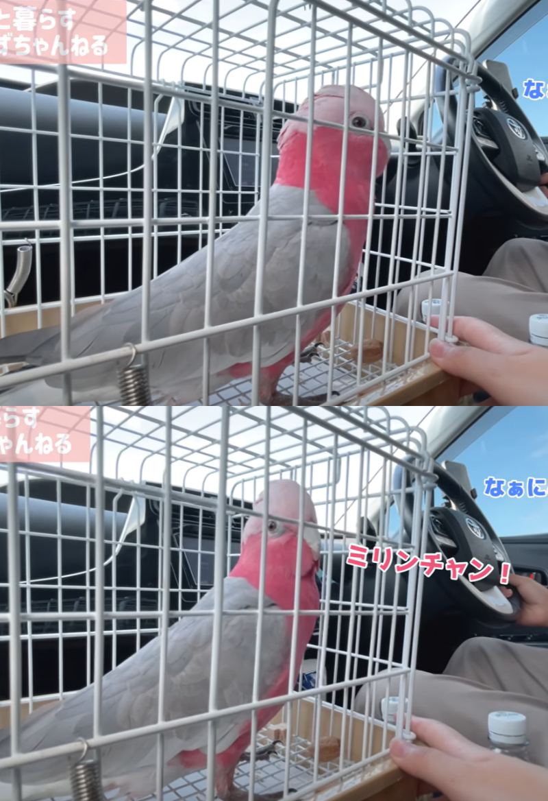 出所：@anz_omomiri