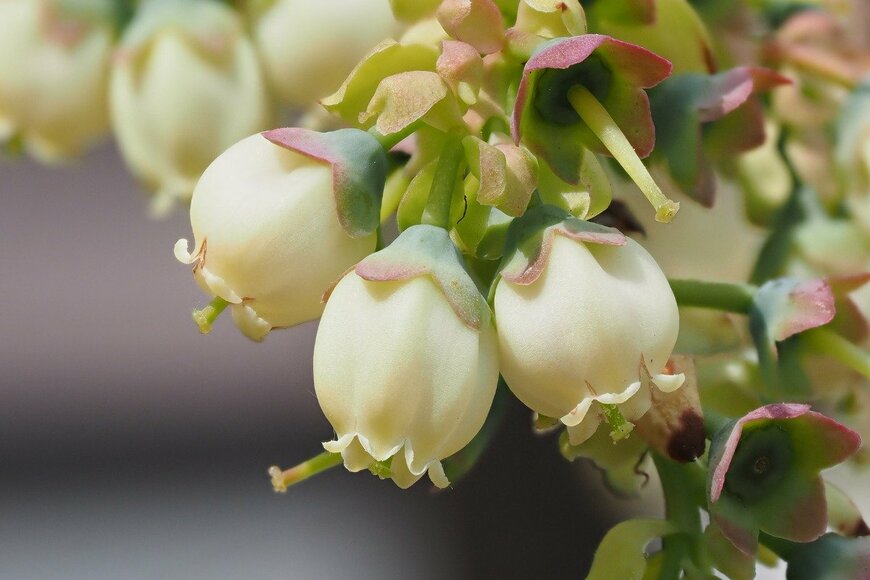 ブルーベリー　yanjf/istockphoto.com