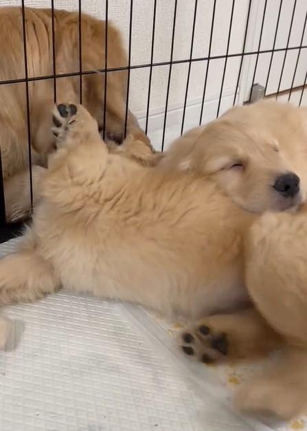 出所：@pu_channeldesu