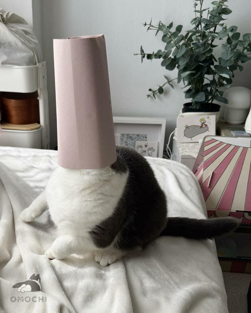 荷物を開封して横を見ると……？猫の「まさかの行動」に思わず爆笑！