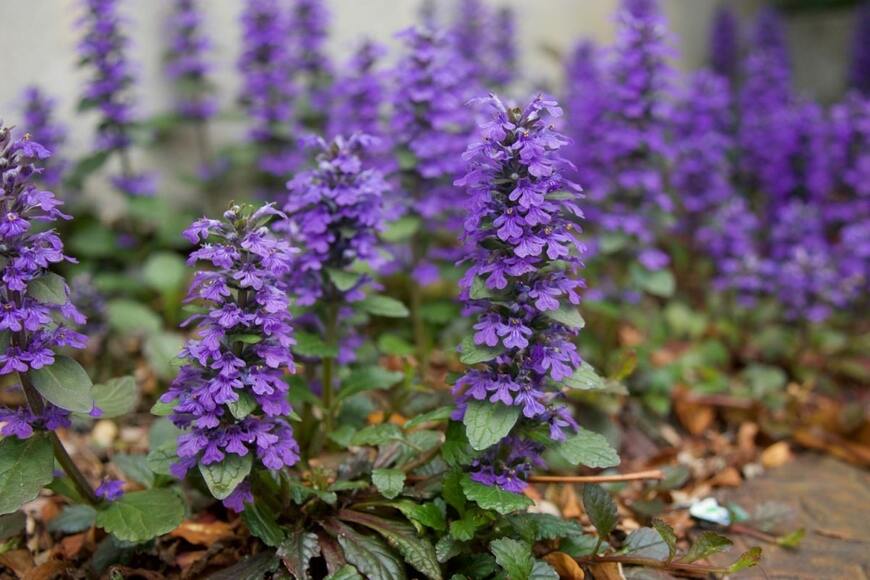 decoplus/shutterstock.com