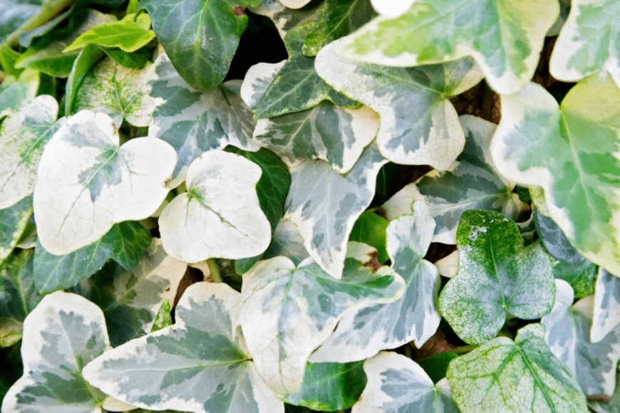 marcoregalia/istockphoto.com