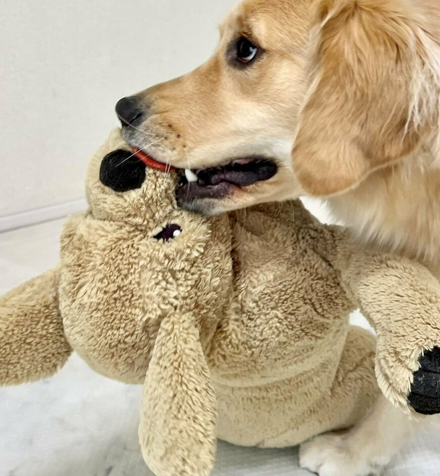 出所：@pu_channeldesu