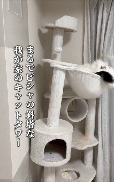 【どうして？】「斜塔」になっちゃったキャットタワー？！可愛すぎる原因に思わず二度見！