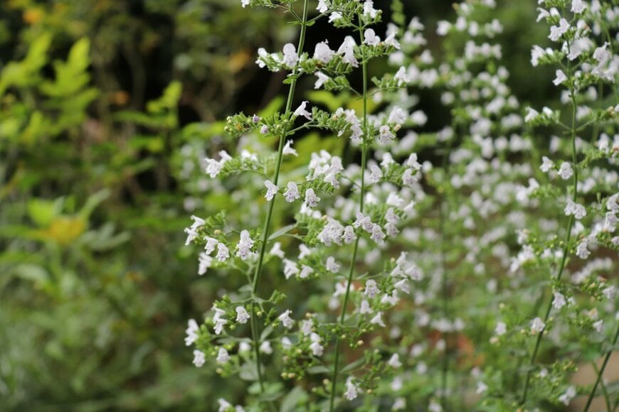 Enokorogusa/shutterstock.com