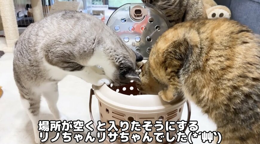 順番を取り合う猫ちゃんたち