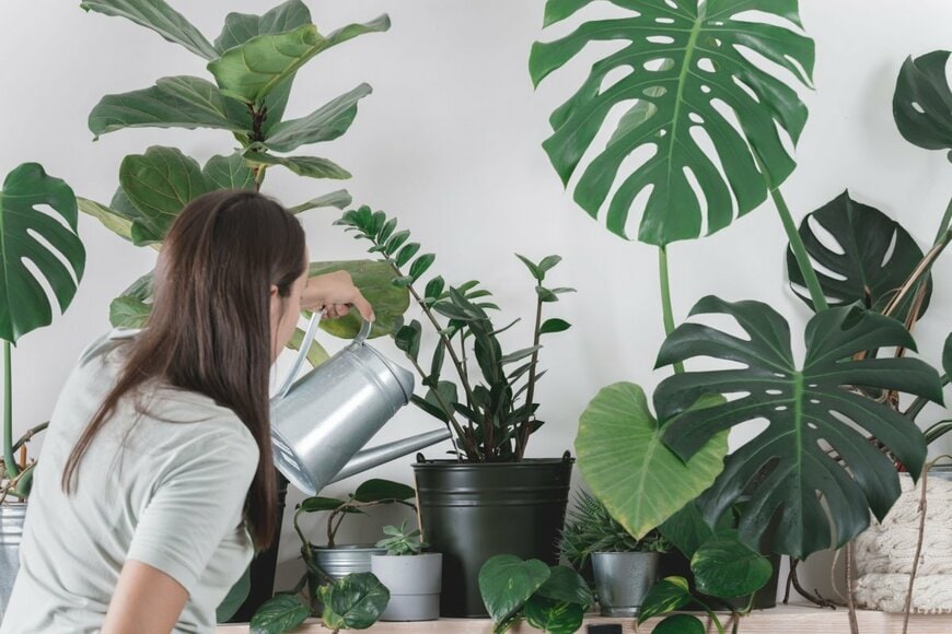 女性が観葉植物に水をやっている。
