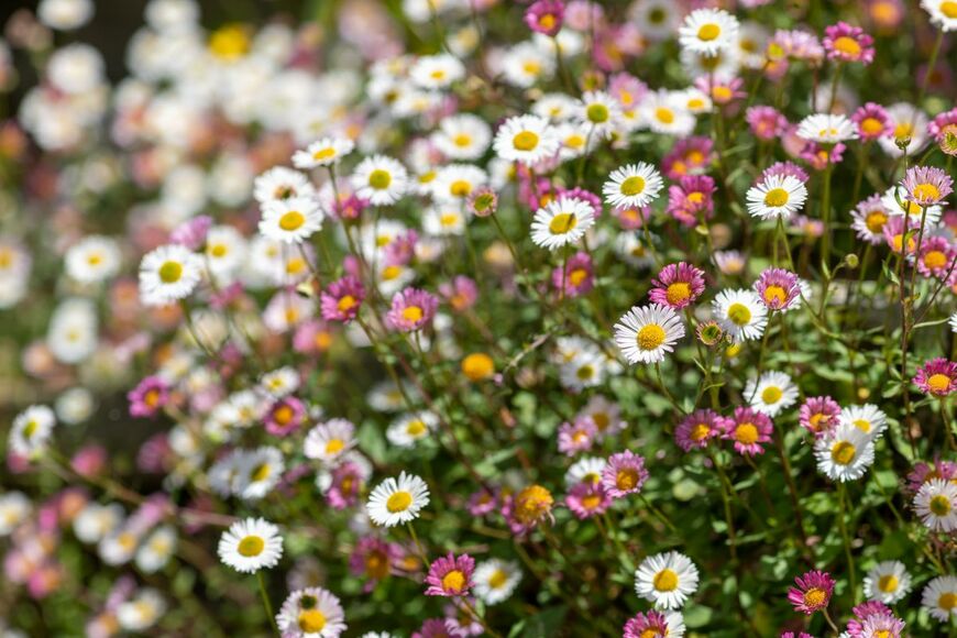 白い花とピンクの花をたくさん咲かせているエリゲロン