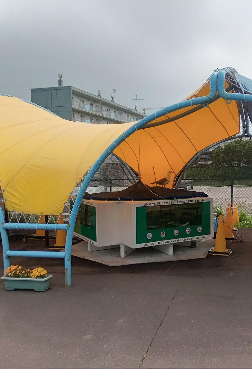 水槽の上にいる野生のオオセグロカモメ