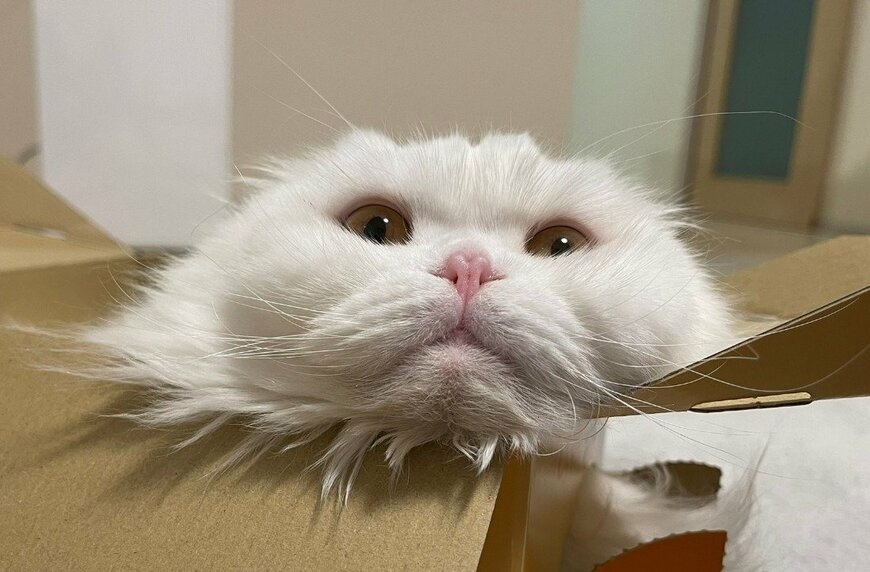 もふもふがはみ出てる！