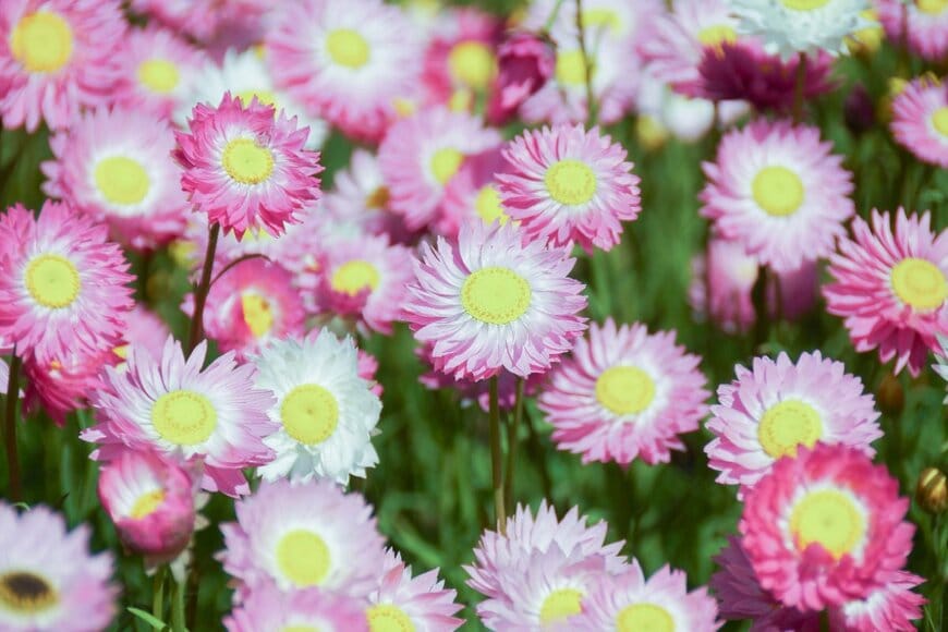 満開に咲いている、ピンクのローダンセの花