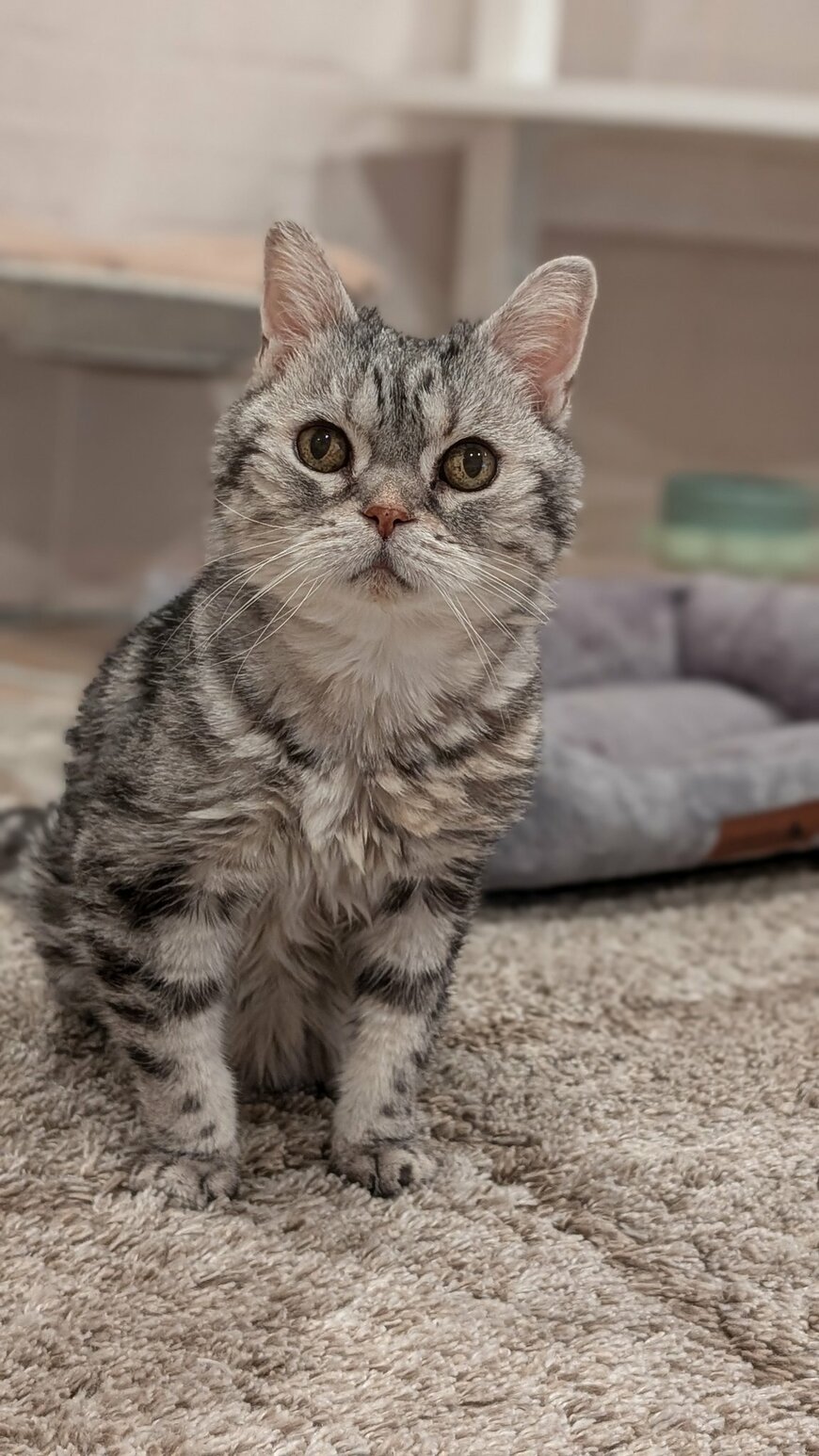 19歳の元気なシニア猫