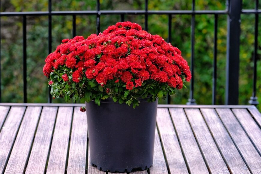 花弁が幾重にも重なった美しい花を咲かせる「ポットマム」