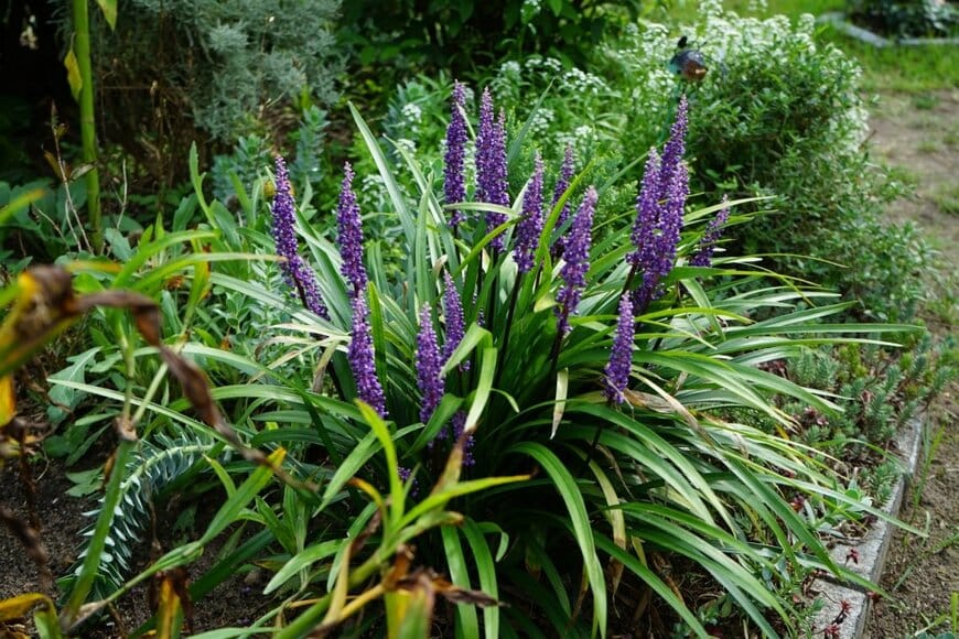 青紫色の花を咲かせている、リリオペ