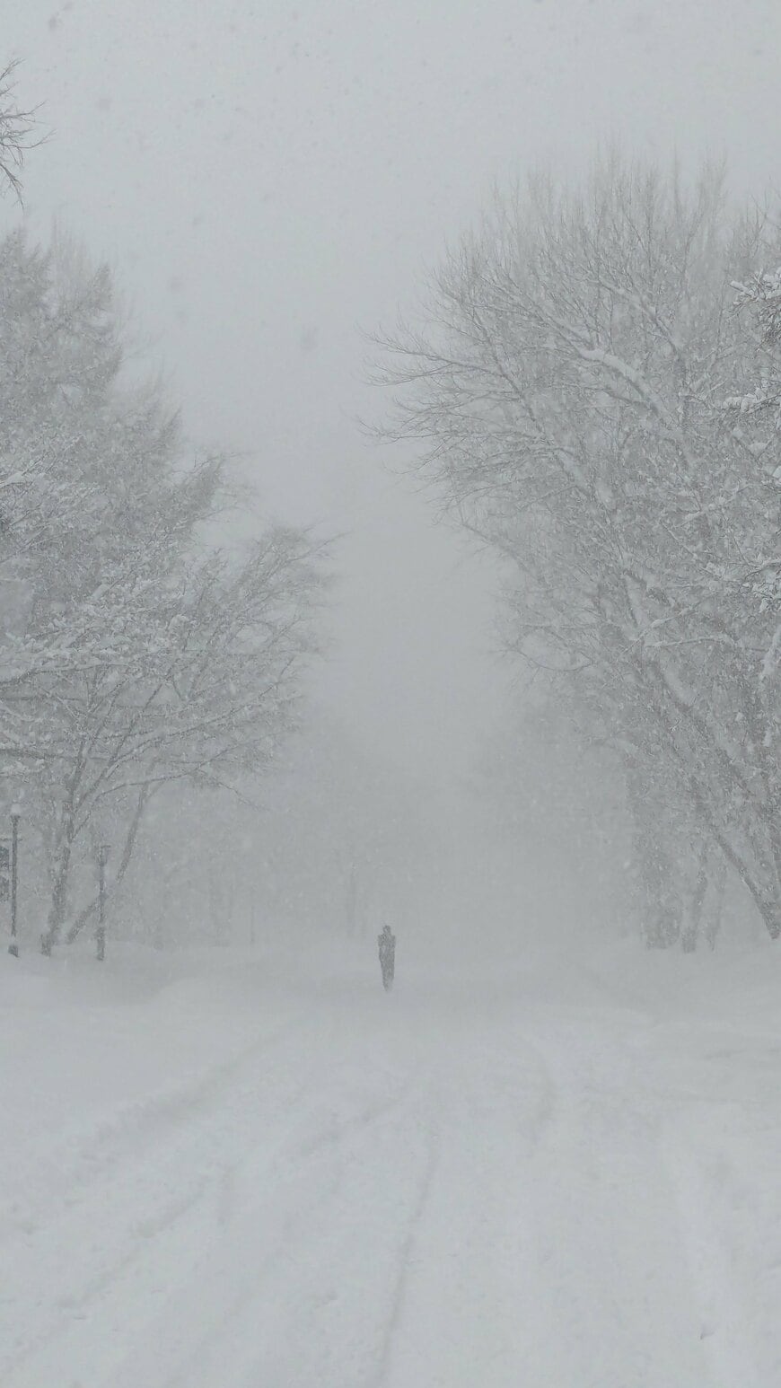 北海道大学のど真ん中で撮影した写真
