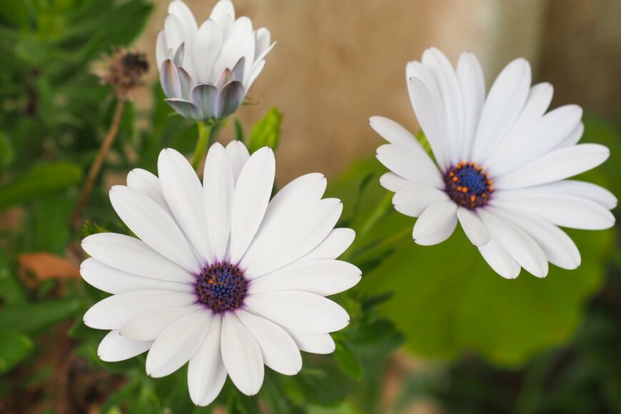 オステオスペルマムの花。花弁の色は白、中央部は紫。