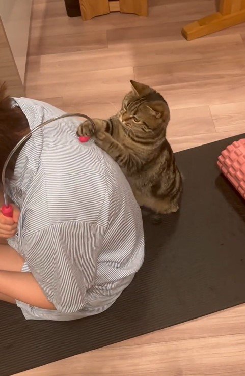 猫とマッサージ