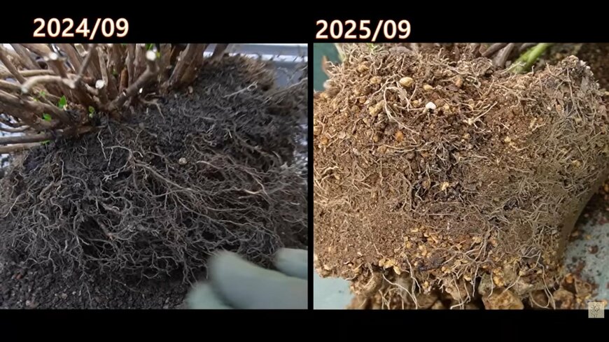 アジサイの根の様子