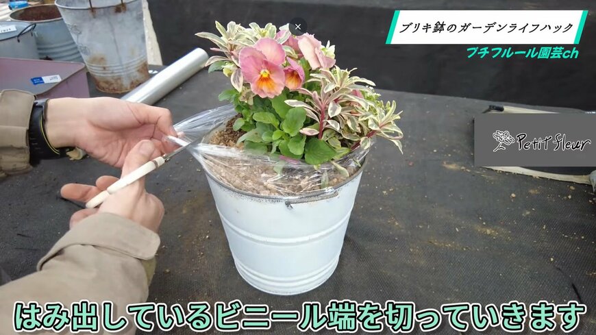 ブリキ鉢からはみ出たポリ袋をカットする
